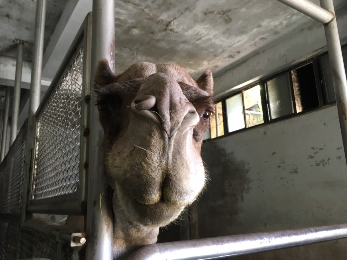 曹先紹指出,雖然草食動物在發情時也會特別兇猛,但「寶惜」並沒有明顯的衝撞行為,這次事件應是單純肚子餓、急著吃草所致。台北市立動物園/提供