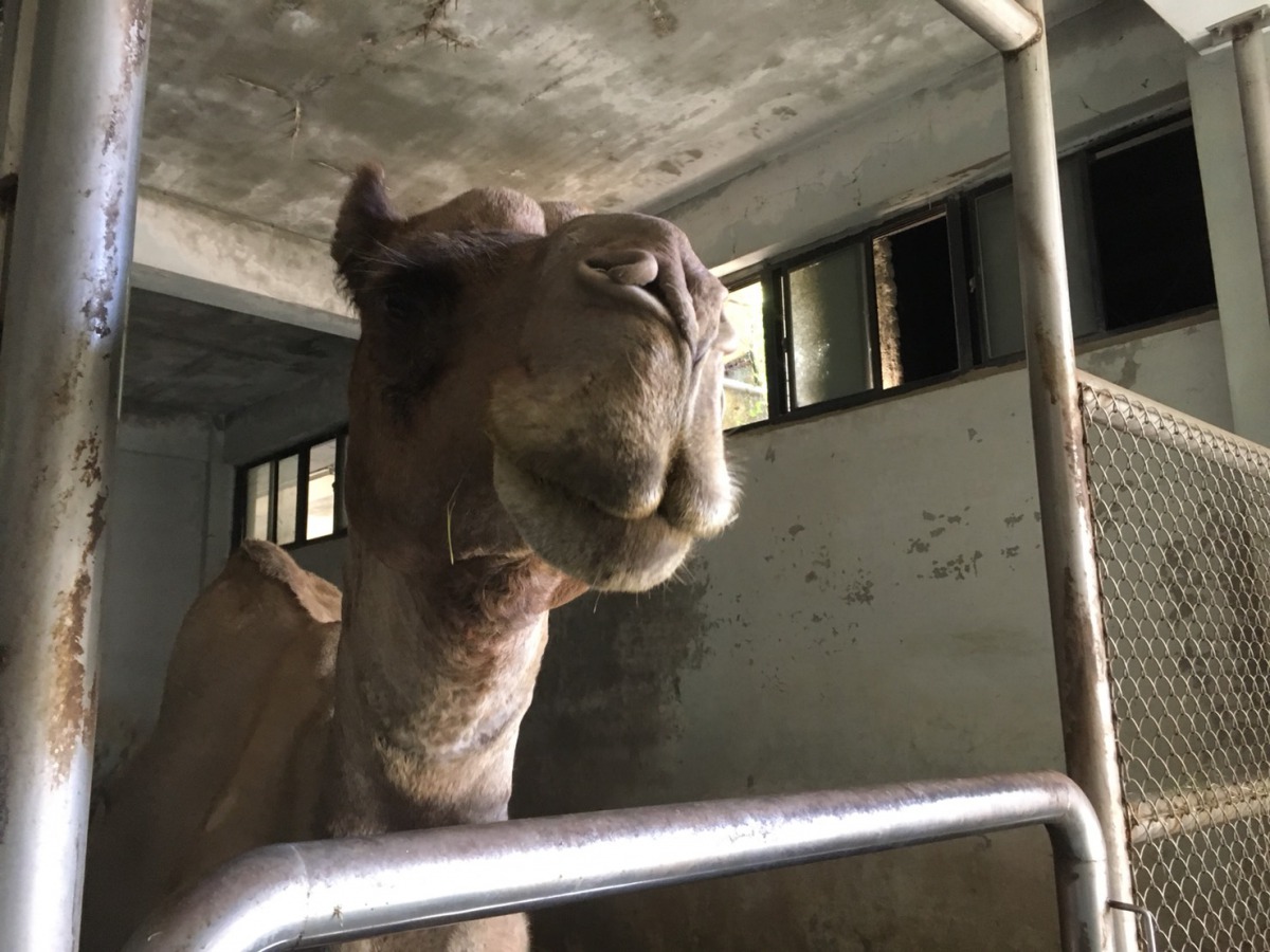 台北市立動物園一名資深保育員在搬運乾草的過程中,不幸遭駱駝「寶惜」咬傷脖子。台北市立動物園/提供