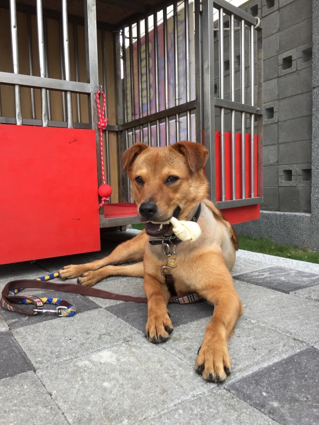 三重清潔隊的「乖乖」在3個月大時被前飼主棄養到板橋動物之家,現在已經變身成為一隻警覺性高的帥犬了。取自票選活動網站