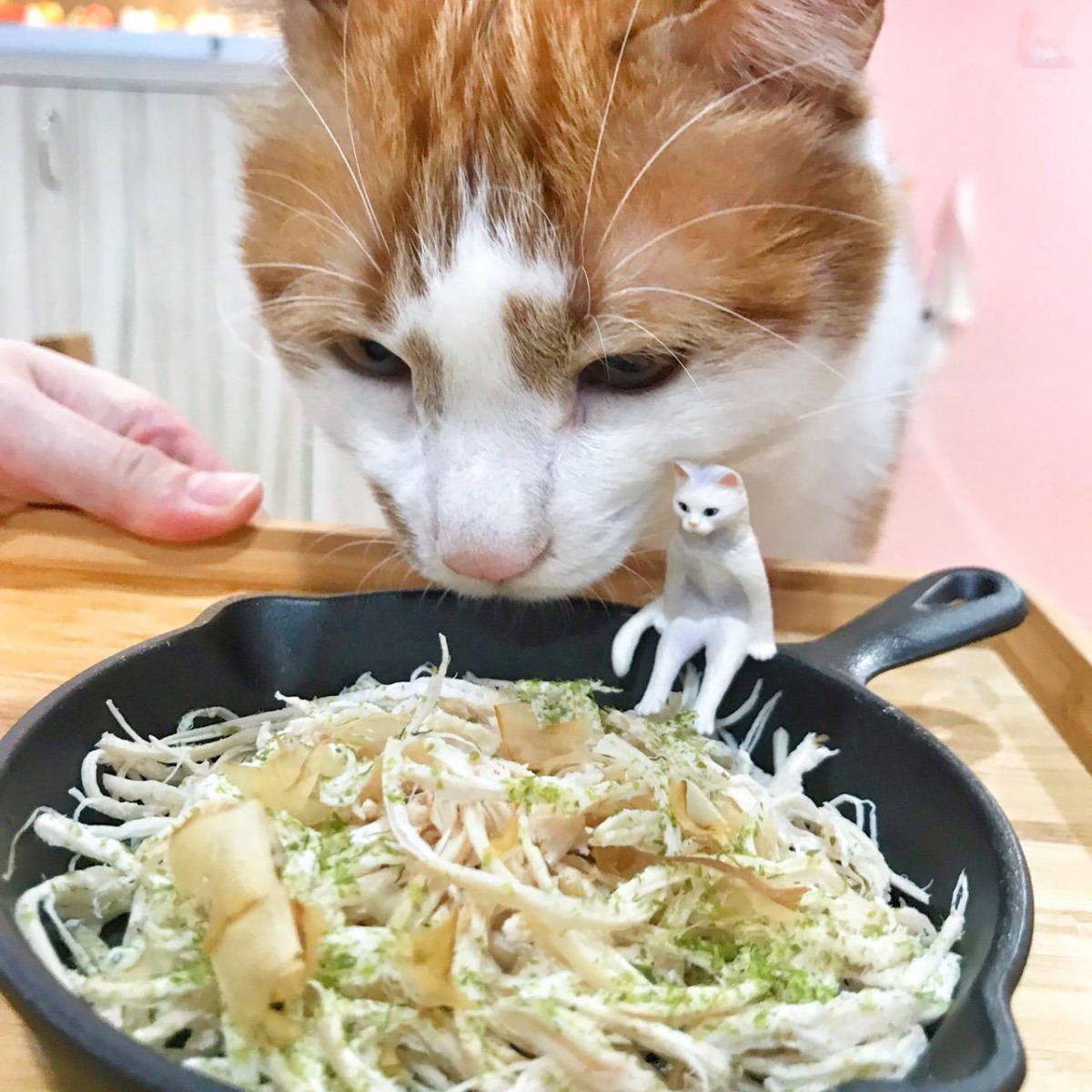 寵物的飲食也須注意均衡、避免攝取過多油脂。新北市動保處/提供