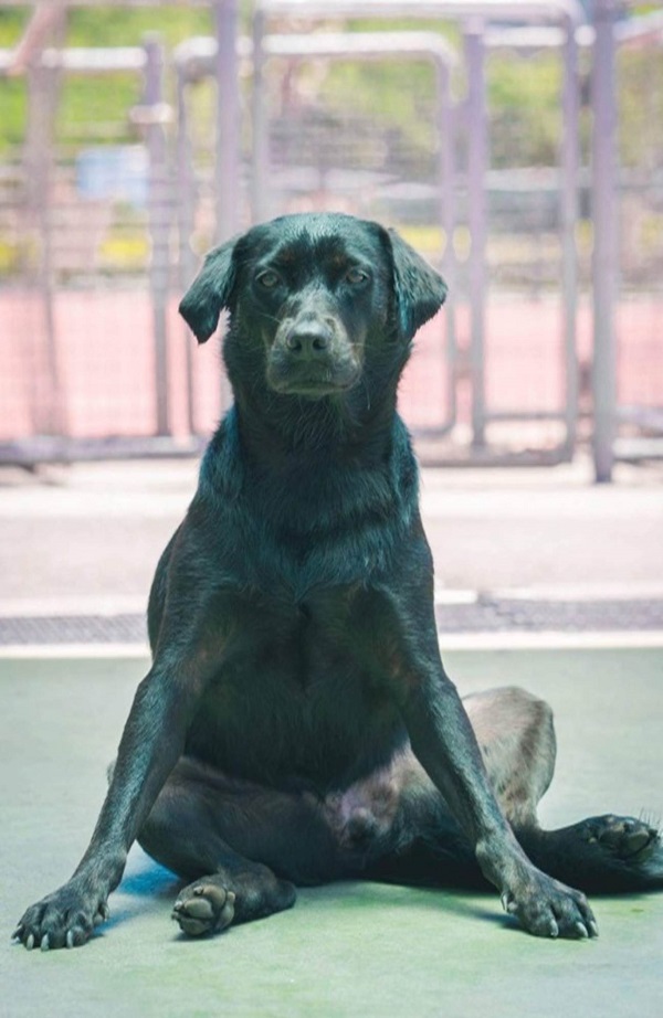 板橋動物之家的公關犬小葳正在實施減肥計畫。新北市動保處/提供