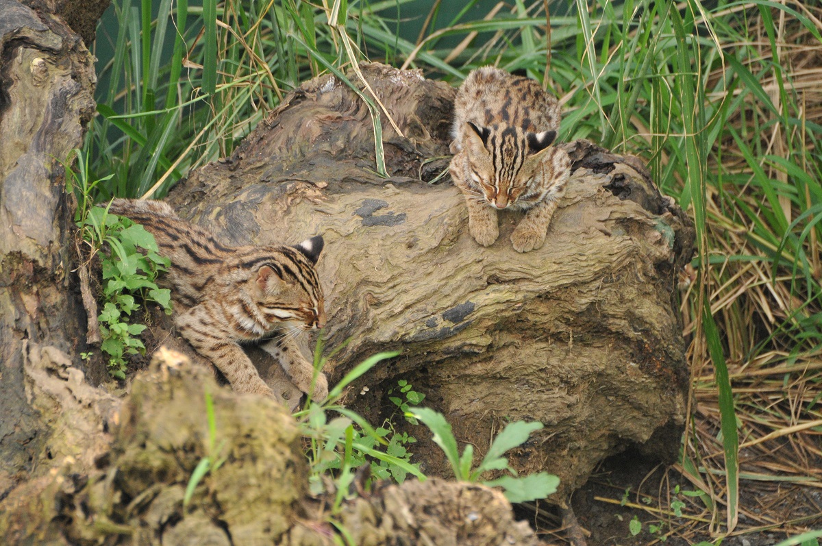 瞭解野生動物，學習用正確的態度面對牠們，是每個人都該學習的重要課題。台灣動物新聞網資料照片，特有生物研究中心/提供