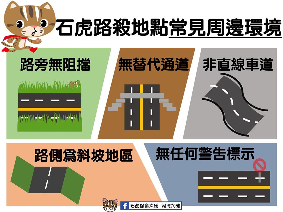 自2011年以來台灣的石虎路殺案件已經累計至100起,特生中心根據這些資料統整出石虎路殺地點常見的5種環境。石虎保育大使 阿虎加油/提供