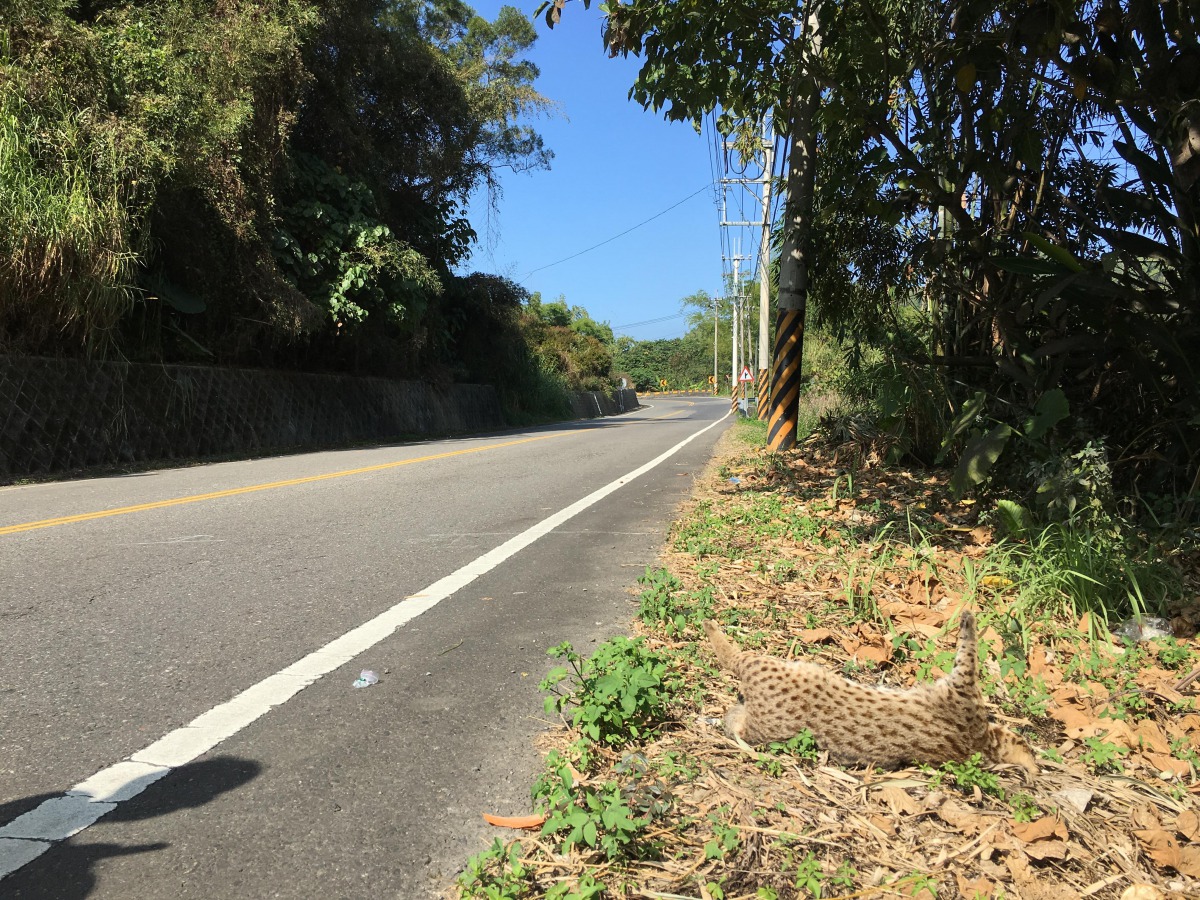 特生中心篩選出118個路殺熱點,提供駕駛真正有需求、具有急迫性的路殺熱點提醒。特有生物研究保育中心/提供