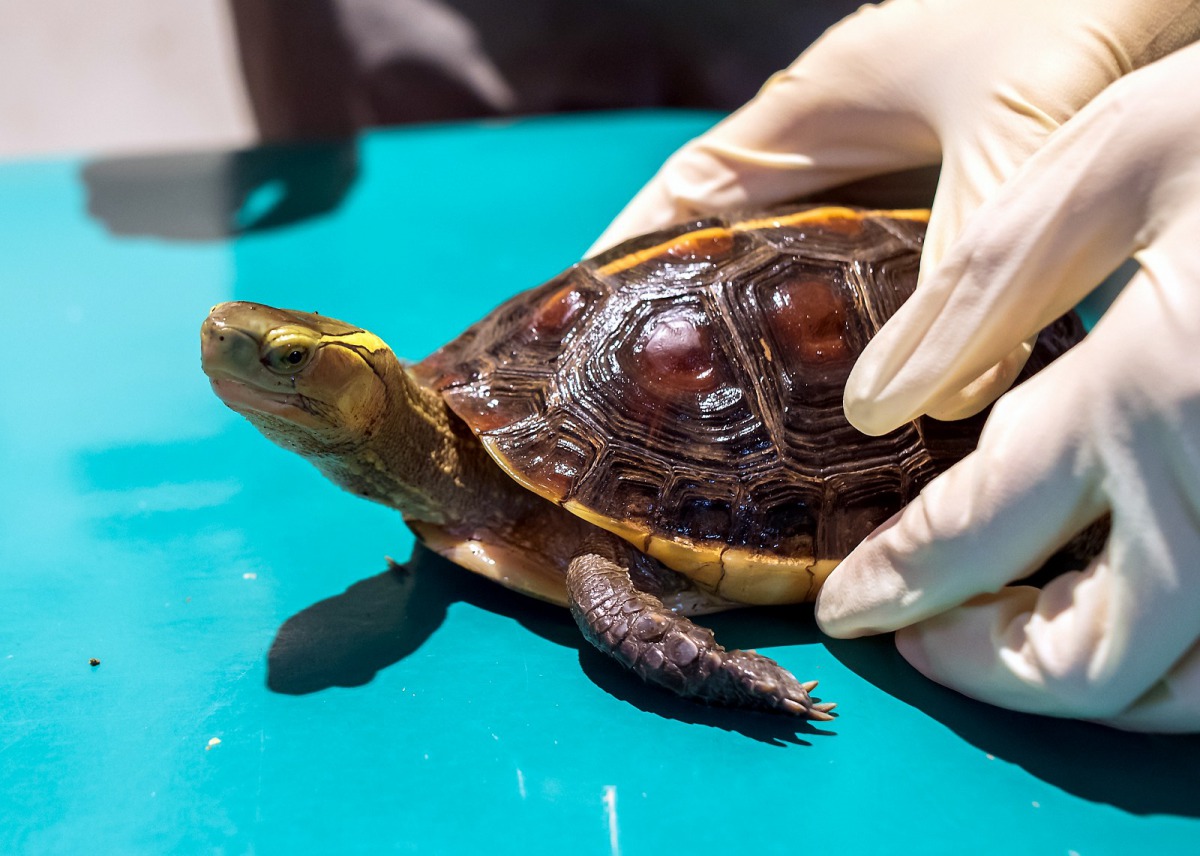 食蛇龜是台灣原生的淡水龜,近幾年因為非法捕捉的關係,野外數量正在快速減少。台北市立動物園/提供