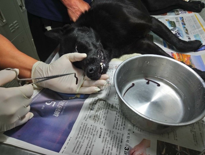 獸醫清除寄生於犬隻鼻內水蛭。新北市動保處/提供