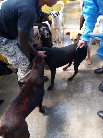 獸醫師為私人狗場的狗狗注設疫苗。台南市動保處/提供