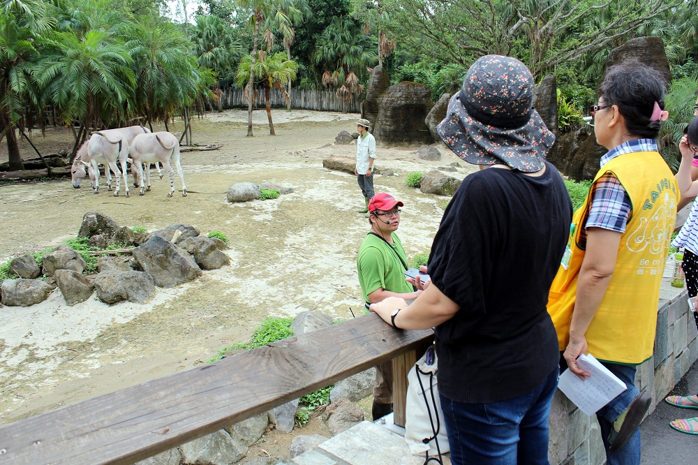「動物夏夏叫」也將推出「保母講古」活動，每週各有一種當週主題動物，將由保育員帶領大家與主題動物進行15分鐘的夜間約會。台北市立動物園/提供