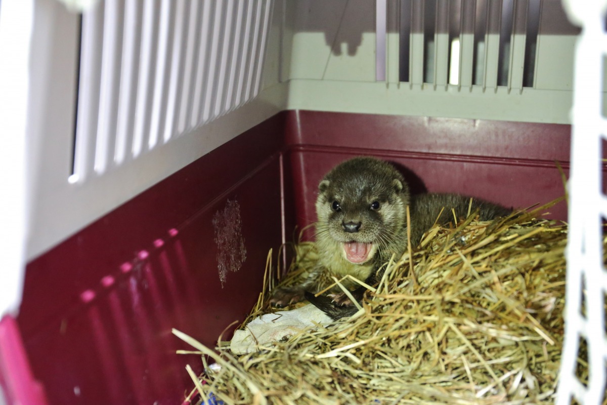 小水獺打呵欠的模樣十分可愛,但別忘了牠可是食肉目動物,民眾發現類似個案應通報縣府等單位,勿擅自捕捉。金門縣政府/提供