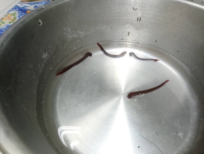 新北市動保處醒醒飼主準備乾淨的飲用水給毛孩飲用，避免愛犬在飲水時接觸到水蛭。新北市動保處/提供