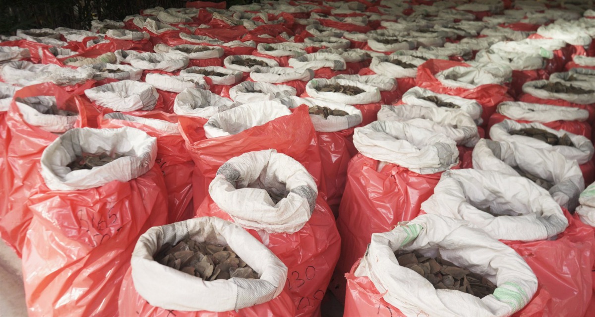 這也是星國自今（2019）年4月以來破獲的第3起穿山甲走私案，破獲的穿山甲鱗片總量多達37.5噸。翻攝自新加坡海關粉絲專頁