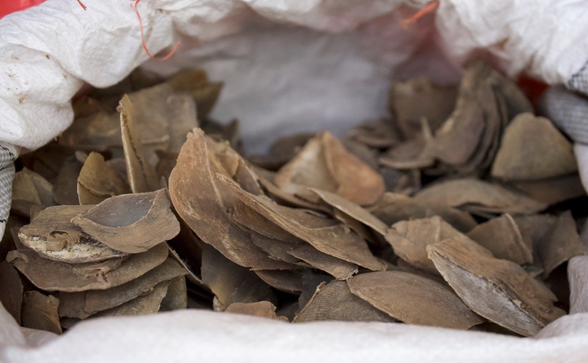 為了防止這些走私品流入市場，這些象牙與穿山甲鱗片都將被銷毀。翻攝自新加坡海關粉絲專頁