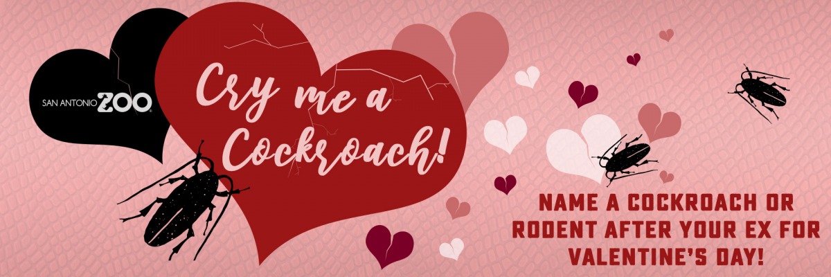 美國聖安東尼奧動物園與艾爾帕索動物園就推出情人節特別活動,讓民眾用前任的名字幫蟑螂命名。取自聖安東尼奧動物園粉絲專頁