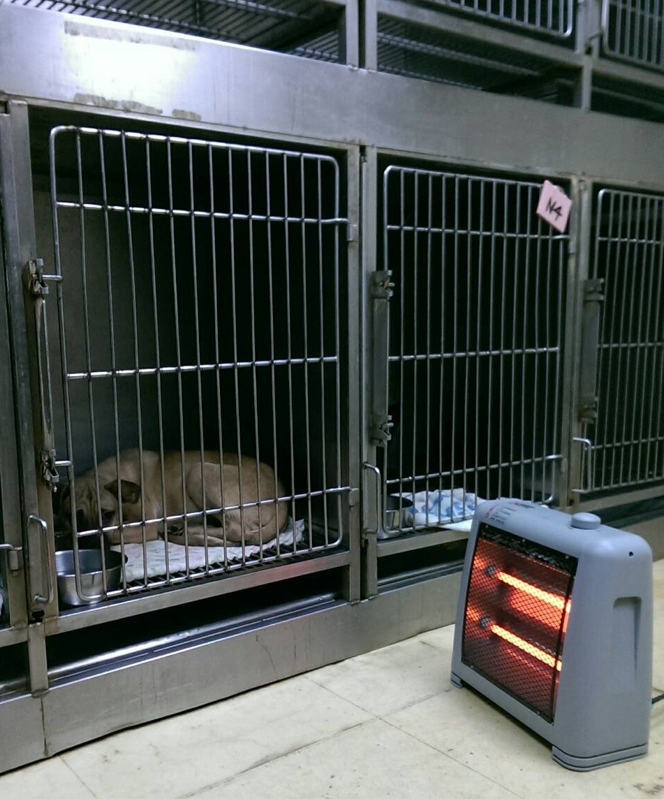 犬貓等寵物是恆溫動物，當寒流來襲時應做好保暖措施，才能避免寵物出現咳嗽、流鼻水等感冒症狀。台北市動保處/提供