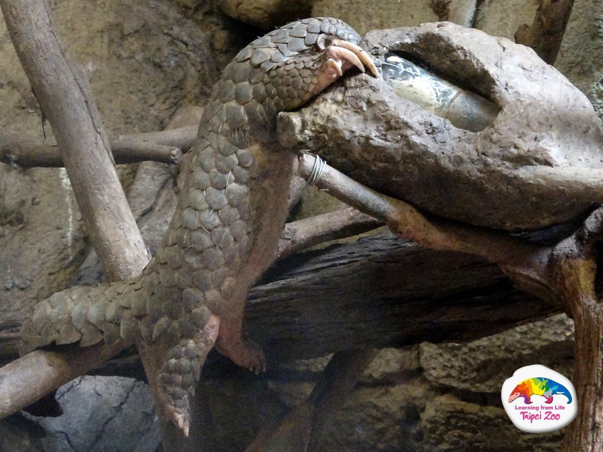 一起來認識、關心穿山甲吧！資料照，台北市立動物園/提供
