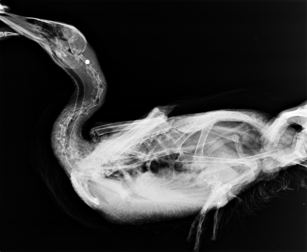 除了這隻大冠鷲,台北市動保處也接獲另外4起白鴨遭鋼珠槍擊的通報,從X光可看見有鋼珠卡在受傷的鴉子脖頸處。資料照,台北市動保處/提供