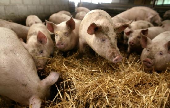 Dr. Lauren Hemsworth表示目前澳洲已有八成養豬戶接受符合動物福祉的養豬方示。資料照,圖為雲林的友善豬隻牧場,提供種豬豐富化的飼養環境,取自德國在台協會