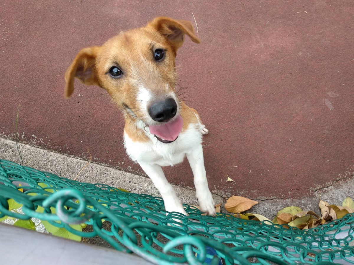 犬貓充滿正能量的笑容幫助陳先生改善憂鬱情緒。新北市動保處/提供