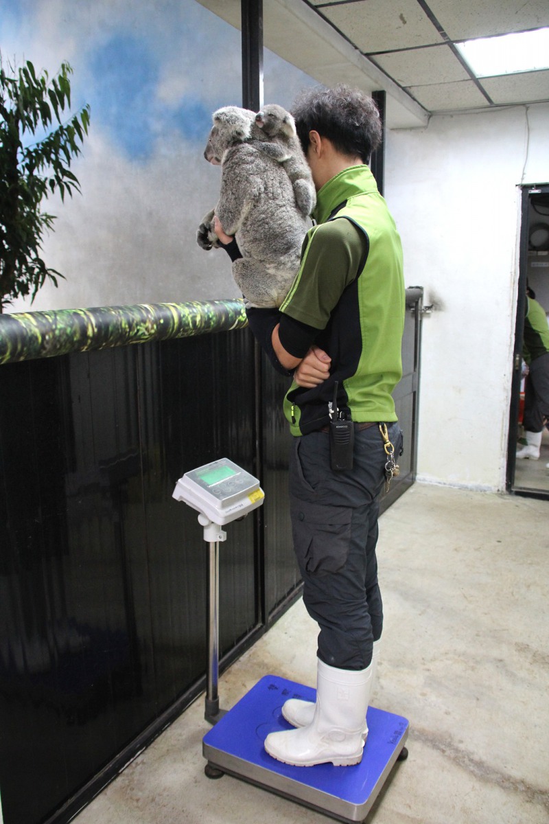 過正向的動物訓練,能有效降低動物受檢或醫療時的緊迫。台北市立動物園/提供