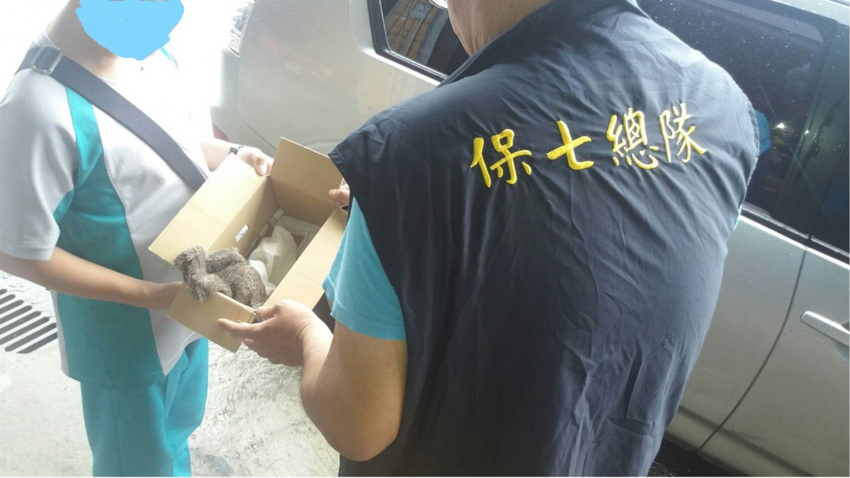 經警方說明保育觀念以及涉及罪責，楊母當場要求少年將領角鴞交予警方。保七總隊第七大隊/提供