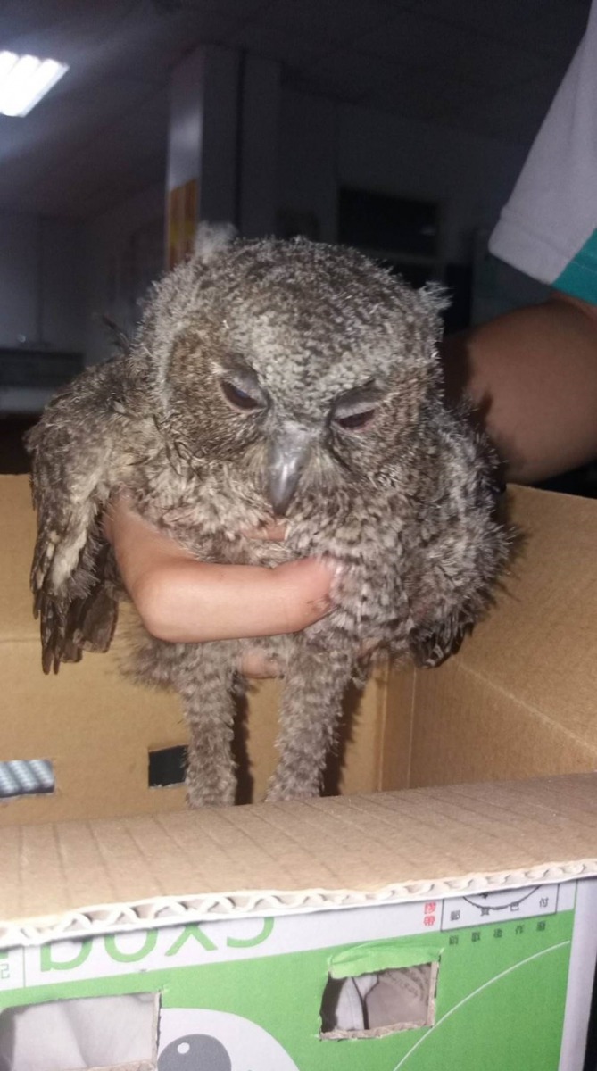 這隻領角鴞被保七接收時，狀況並不好，全身顫抖、昏昏欲睡、無精打采、奄奄一息。保七總隊第七大隊/提供