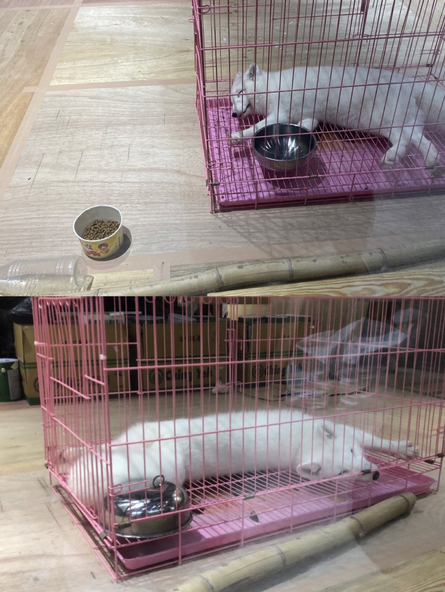 報案人提供的照片。台北市動保處/提供