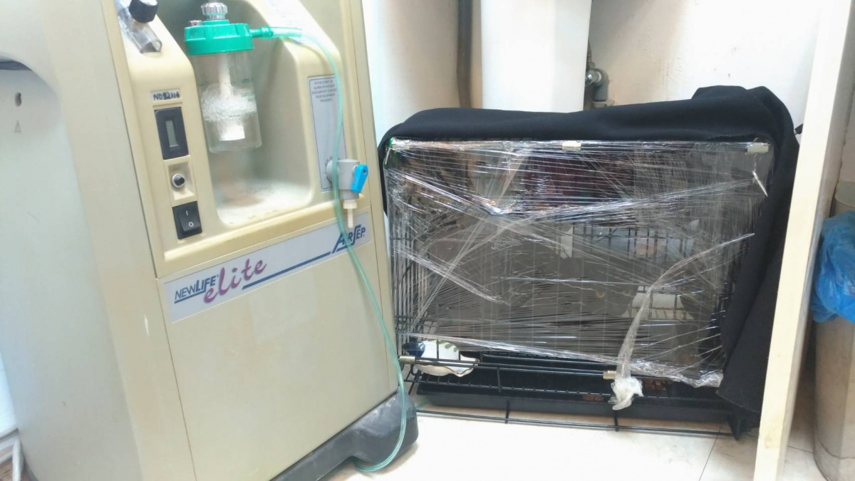 台北市大同區的動物醫院發生火災,獲救的貓咪已在第一時間送醫並於氧氣病房安養。台北市動保處/提供