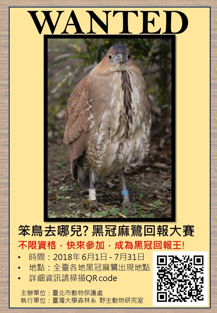 你看過這隻鳥嗎？牠是黑冠麻鷺，沒看過的話，現在讓你看看。台北市動保處/提供