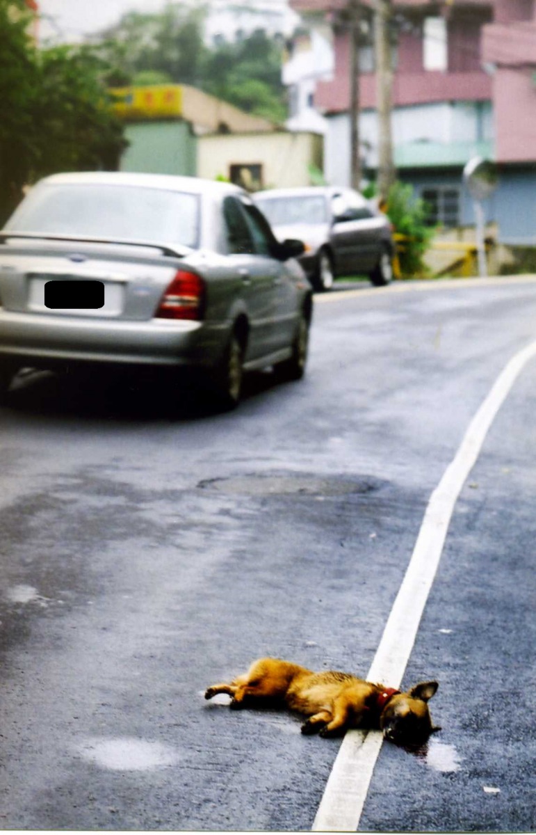 路殺與遊蕩動物皆是重要的議題，圖為放養犬隻遭路殺。台灣動物社會研究會/攝影提供