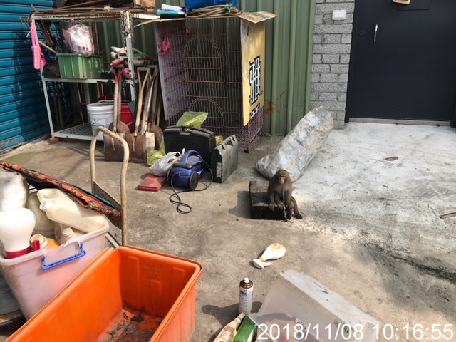 動保處近日於中山區查獲民眾私自飼養猴子。台北市動保處/提供