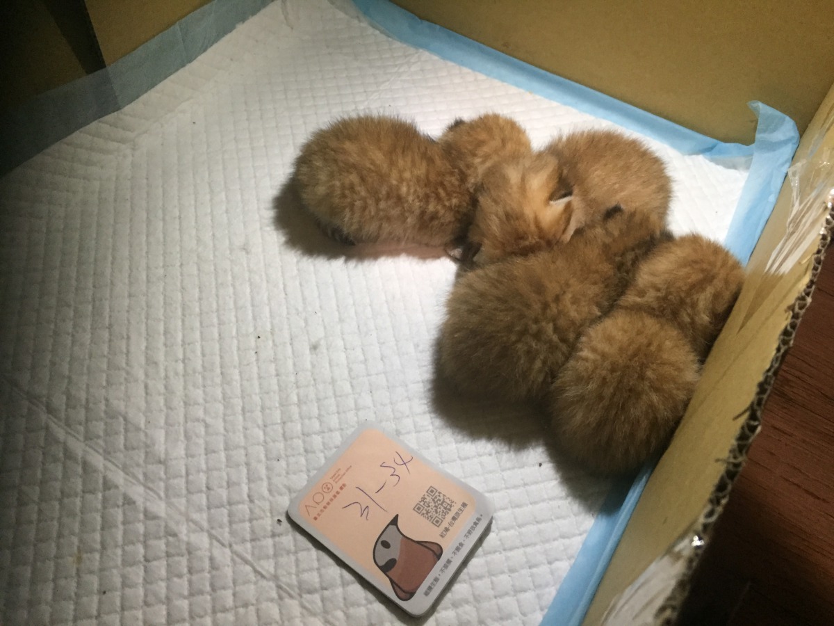 2019年1月底出生的幼貓群聚在一起。台北市動保處/提供