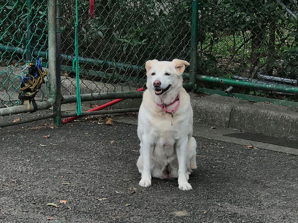 台北市給浪浪一個家-好險有你」專案加碼推出「銀齡保障」名額。台北市動保處/提供