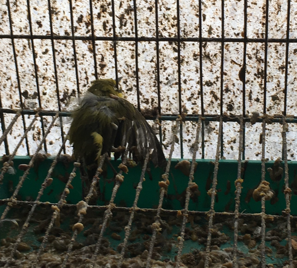 現場查獲死亡之綠繡眼。台北市動保處/提供