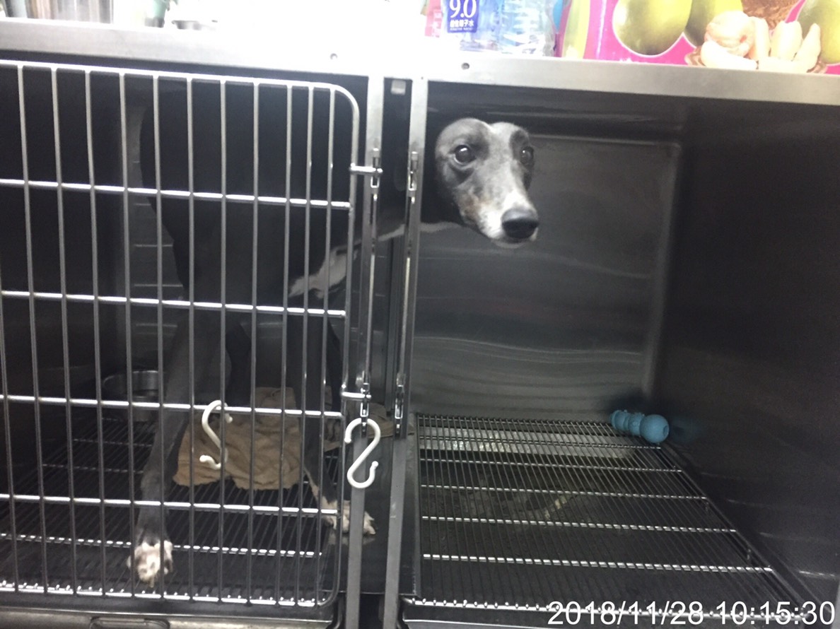 院內血犬居住空間對中大型犬而言相當狹小,台北市動保處已開勸導單,要求限期改善。台北市動保處/提供