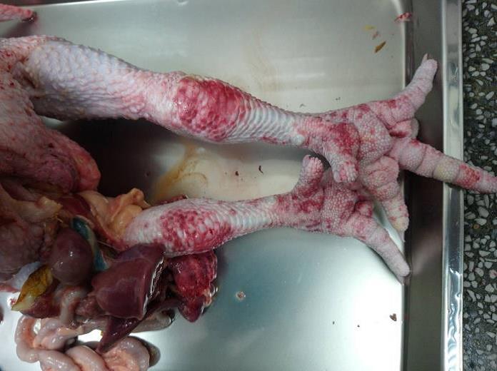 經檢驗禽流感陽性之屠體會有腳脛及腳底潮紅的情形。台北市動保處/提供