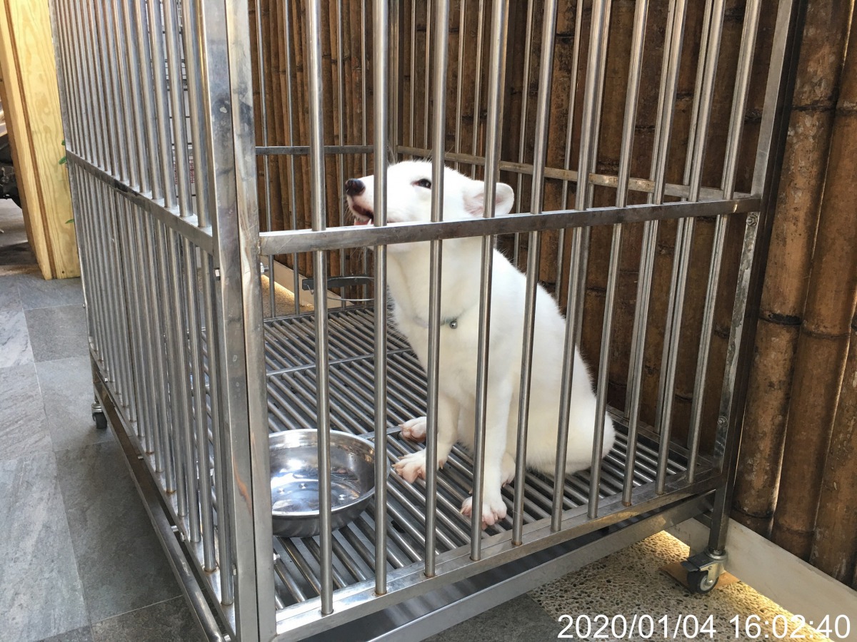 動保員前往稽查當日，看到狐狸被飼養於白鐵籠中，碗內無水及墊褥。台北市動保處/提供