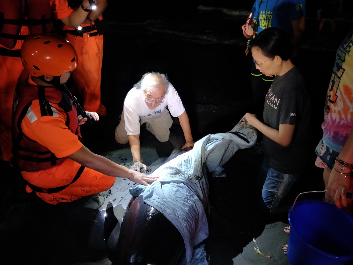 4月25日晚間有6隻小虎鯨同時擱淺，圖為海保署黃署長與成大王老師判斷現場小虎鯨狀況。資料照，海保署/提供