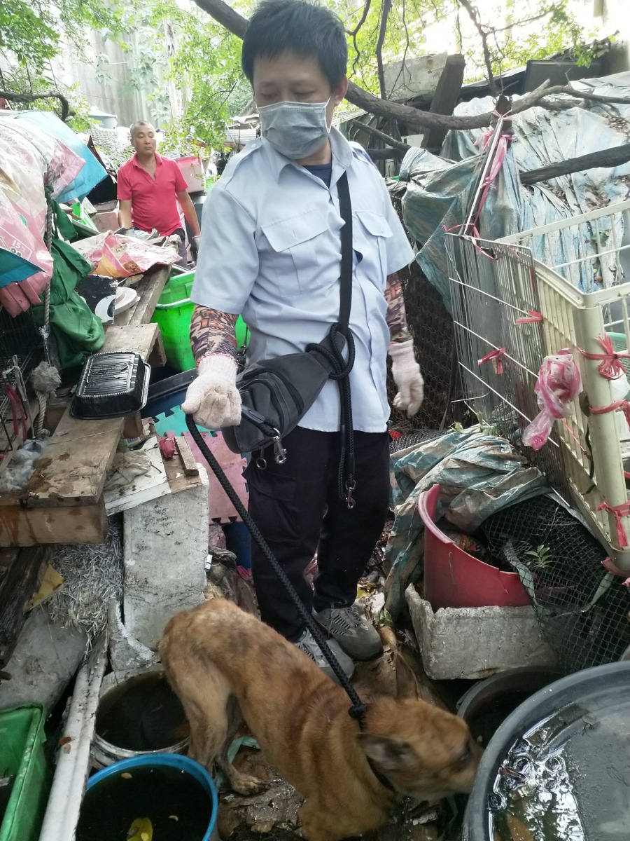 由於12隻狗中僅有1隻未施打晶片，其餘11隻皆有晶片登記，因此台北市動保處初步研判這是一起不當飼養的案件。台北市動保處/提供