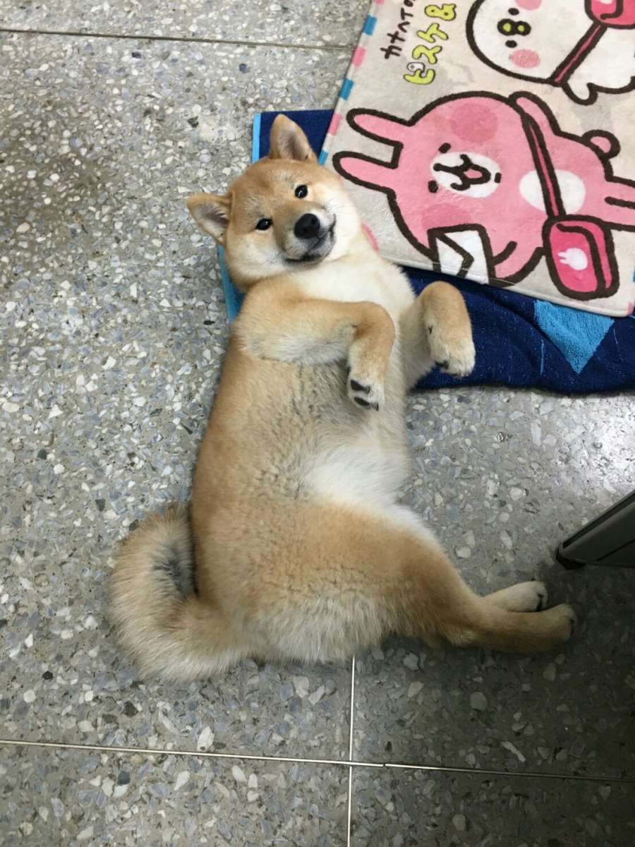 非法繁殖遭罰25萬16柴犬將開放認養 社團法人中華民國保護動物協會