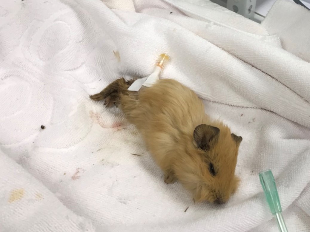 天竺鼠後肢跛行、肌肉出血呈現黑色，為典型維他命C缺乏的症狀。台中市動保處/提供