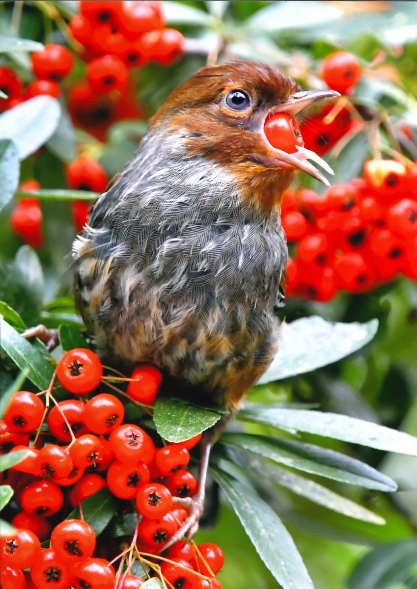 美食當前,紋翼畫眉的小嘴噎住啦!台北鳥會/提供