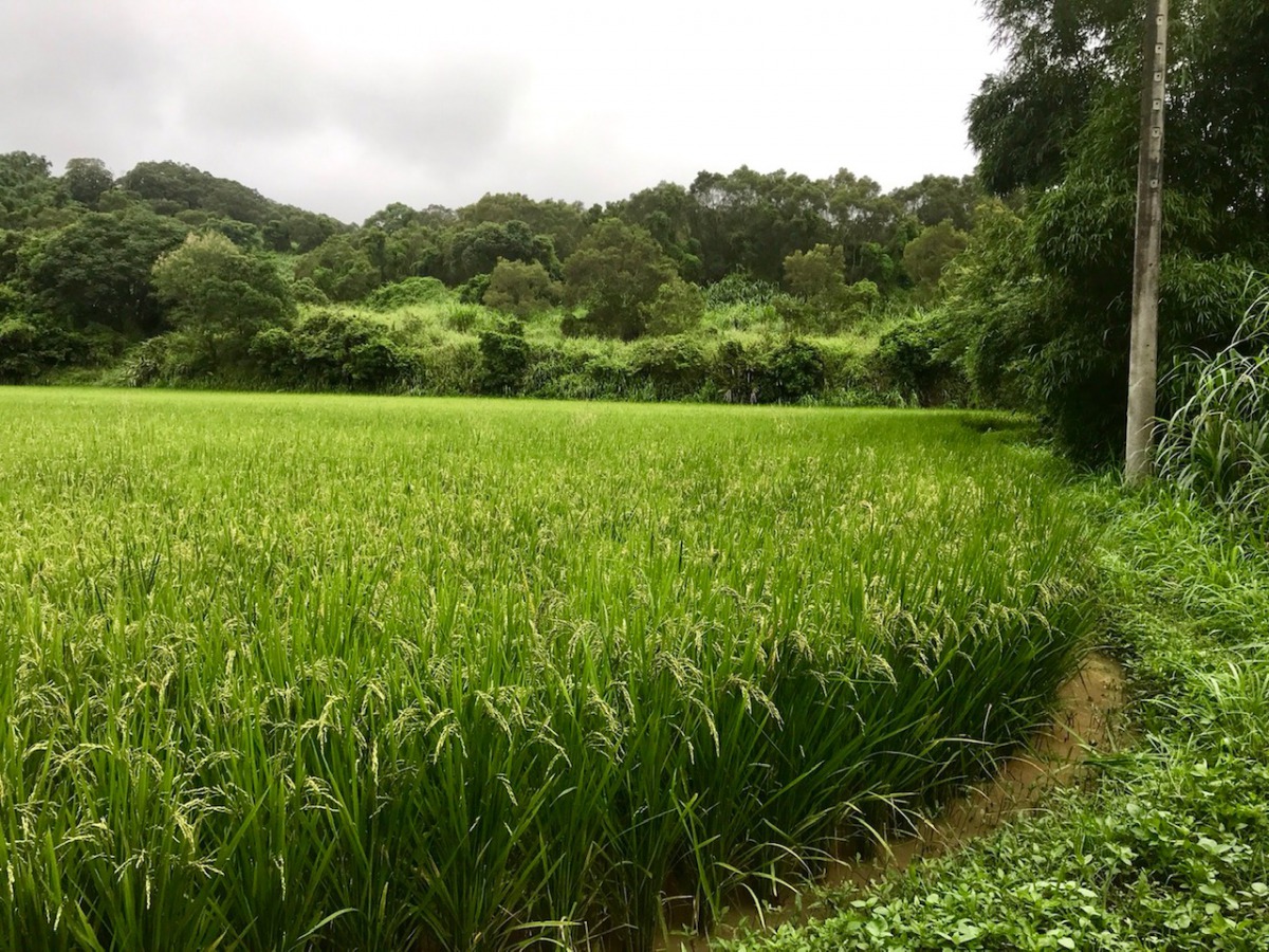 「楓樹窩石虎米」是苗栗縣通霄鎮楓樹里農民推出的友善石虎農業品牌。圖為苗栗楓樹里石虎米田區，資料照，林務局/提供