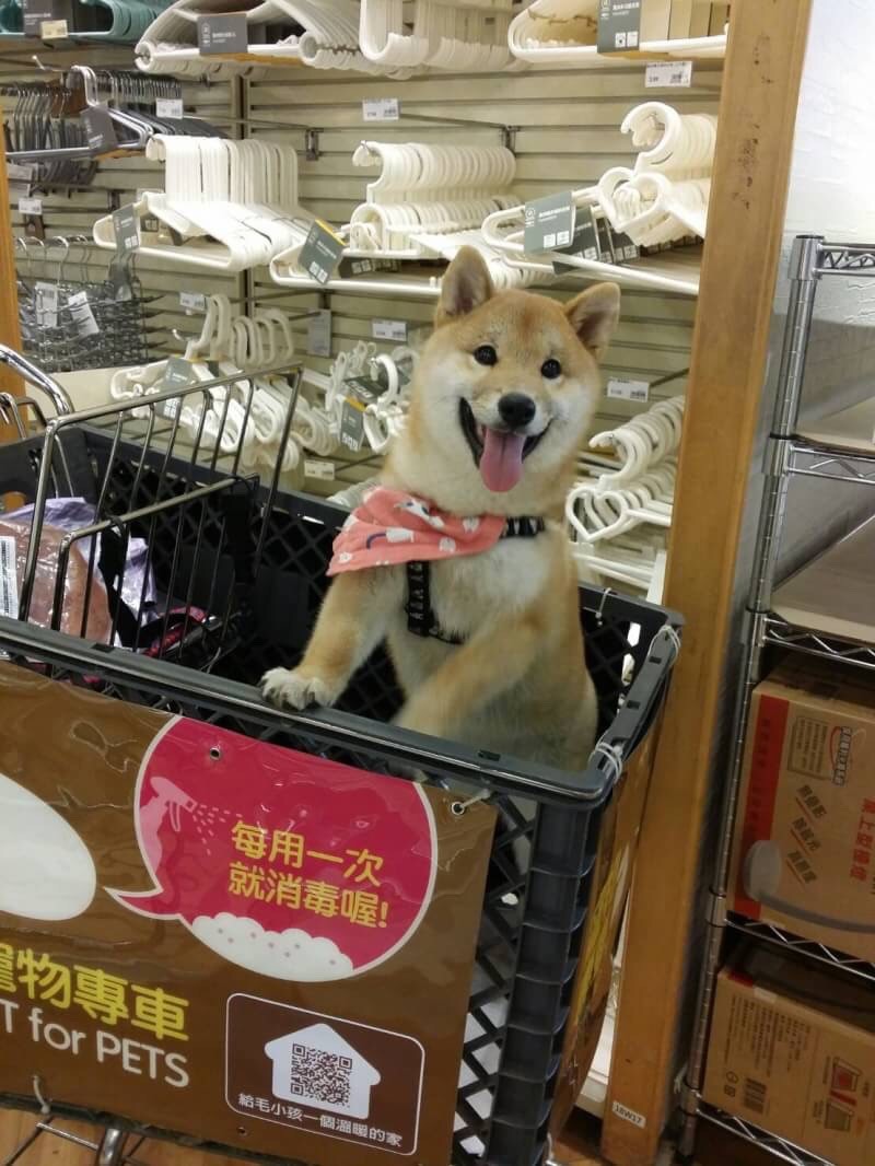 非法繁殖遭罰25萬16柴犬將開放認養 社團法人中華民國保護動物協會