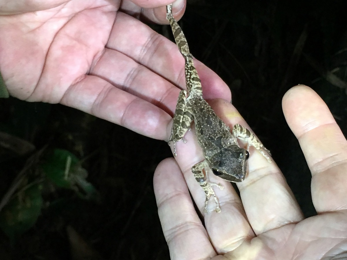 台北市立動物園近年來努力推動各項域內保育計畫及落實外來種移除工作,圖為外來種「斑腿樹蛙」移除。台北市立動物園/提供