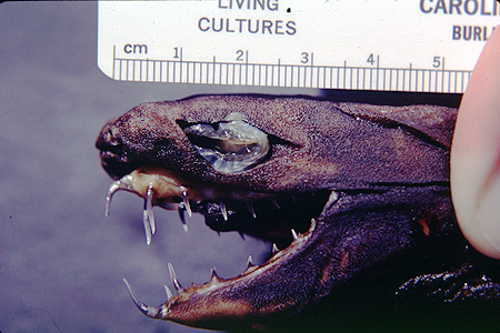 卡氏尖頷烏鯊有特別的尖牙，跟一般鯊魚的利牙有所不同。取自Wikimedia Commons