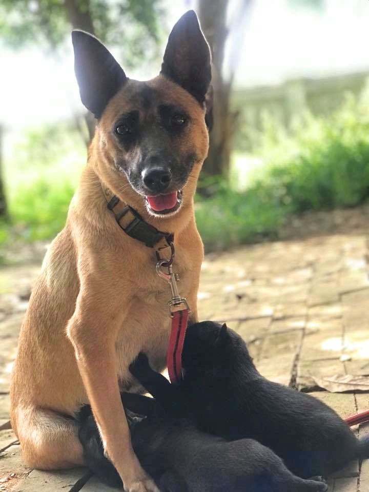 之前結紮手術沒做徹底的小黃,在去年當了媽媽,活潑霸氣的個性變得溫柔許多,目前已接受絕育。嘉義大學民雄校區動物保護社/提供