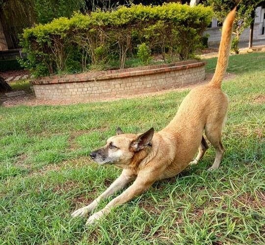 10歲的校犬小麥,是個性溫和害羞的女孩,個性穩定,聽得懂坐下、握手、趴下等指令。嘉義大學民雄校區動物保護社/提供