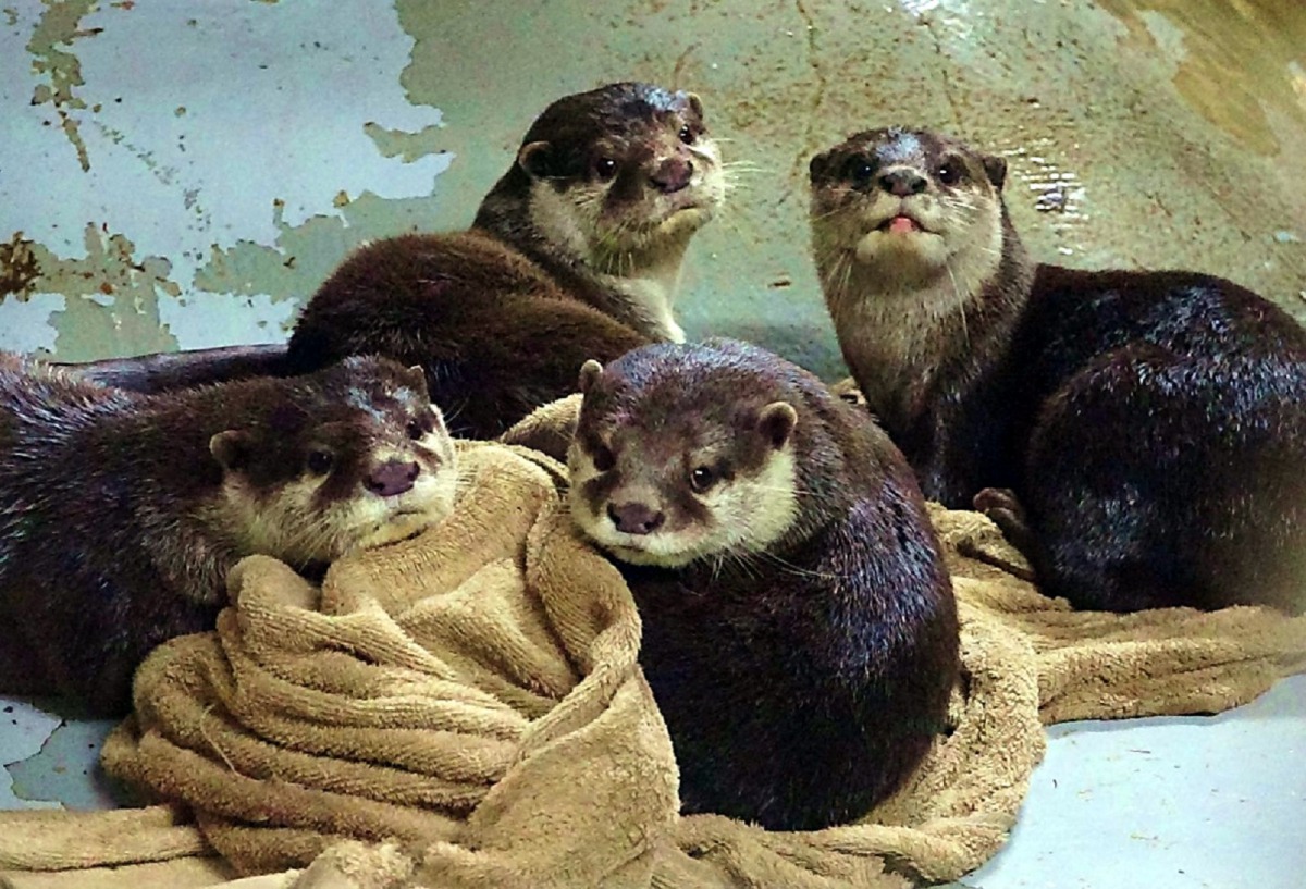 小爪水獺家族十分團結。台北市立動物園/提供