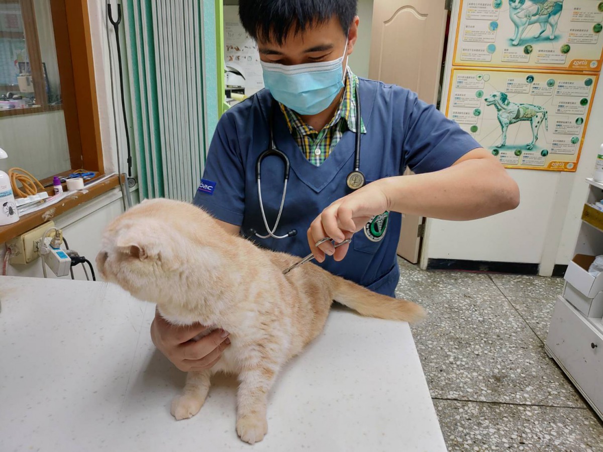 新北市動保處獸醫師為貓咪檢查。新北市動保處/提供