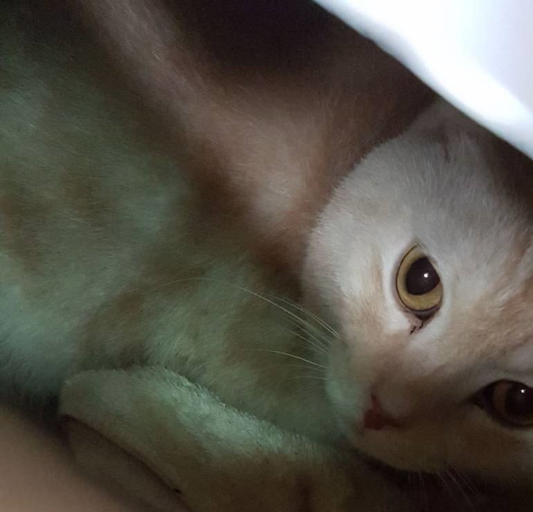 新北市板橋動物之家動保員十分納悶為何有包裹，用手電筒一照，發現紙箱中鏡是一隻貓。新北市動保處/提供